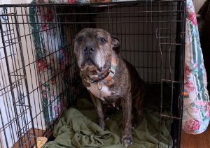 Leaving a dog in a cage all clearance day