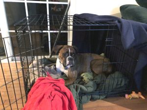 Is It Ethical To Crate Train Puppies? (Is Crating Cruel or Good?)